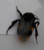 Bombus sp.